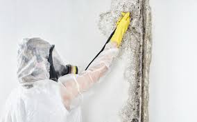 Best Mold Remediation for Healthcare Facilities  in Moorefield, WV